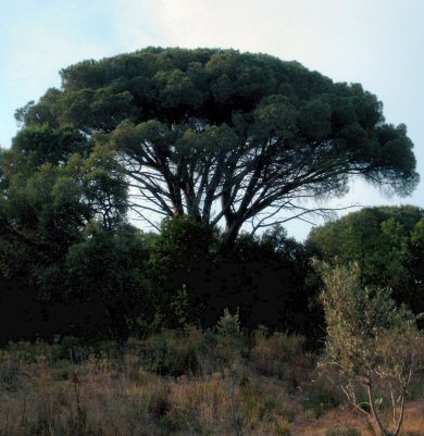 Un pin près de Grimaud, juin 2003